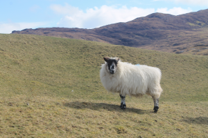 A sheep